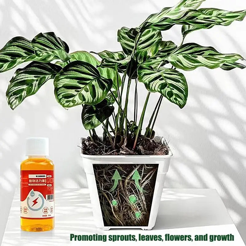 Liquid Nutrition For Potted plants. 50 ml